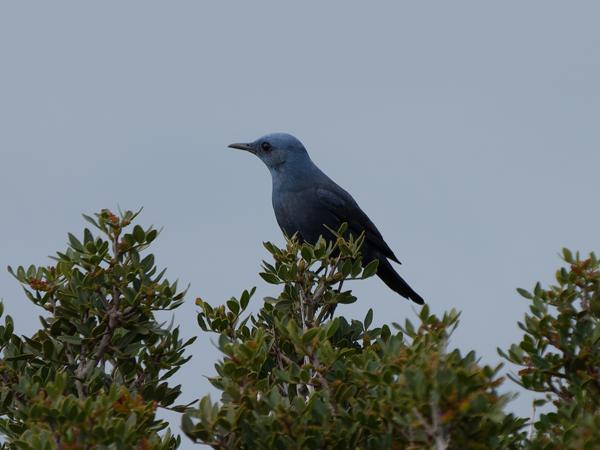 <h3><a href="/trips/kreta/biota/animalia/chordata/aves/040 passeriformes/108 muscicapidae/monticola solitarius/monticola solitarius-nl.html">Monticola&nbsp;solitarius</a> / Blue&nbsp;rock&nbsp;thrush / Blauwe&nbsp;rotslijster</h3>OM-1 Mark II met OLYMPUS M.150-400mm F4.5, 1/2000 sec  bij F4.5, ISO 400, afstand 31.8&nbsp;m
